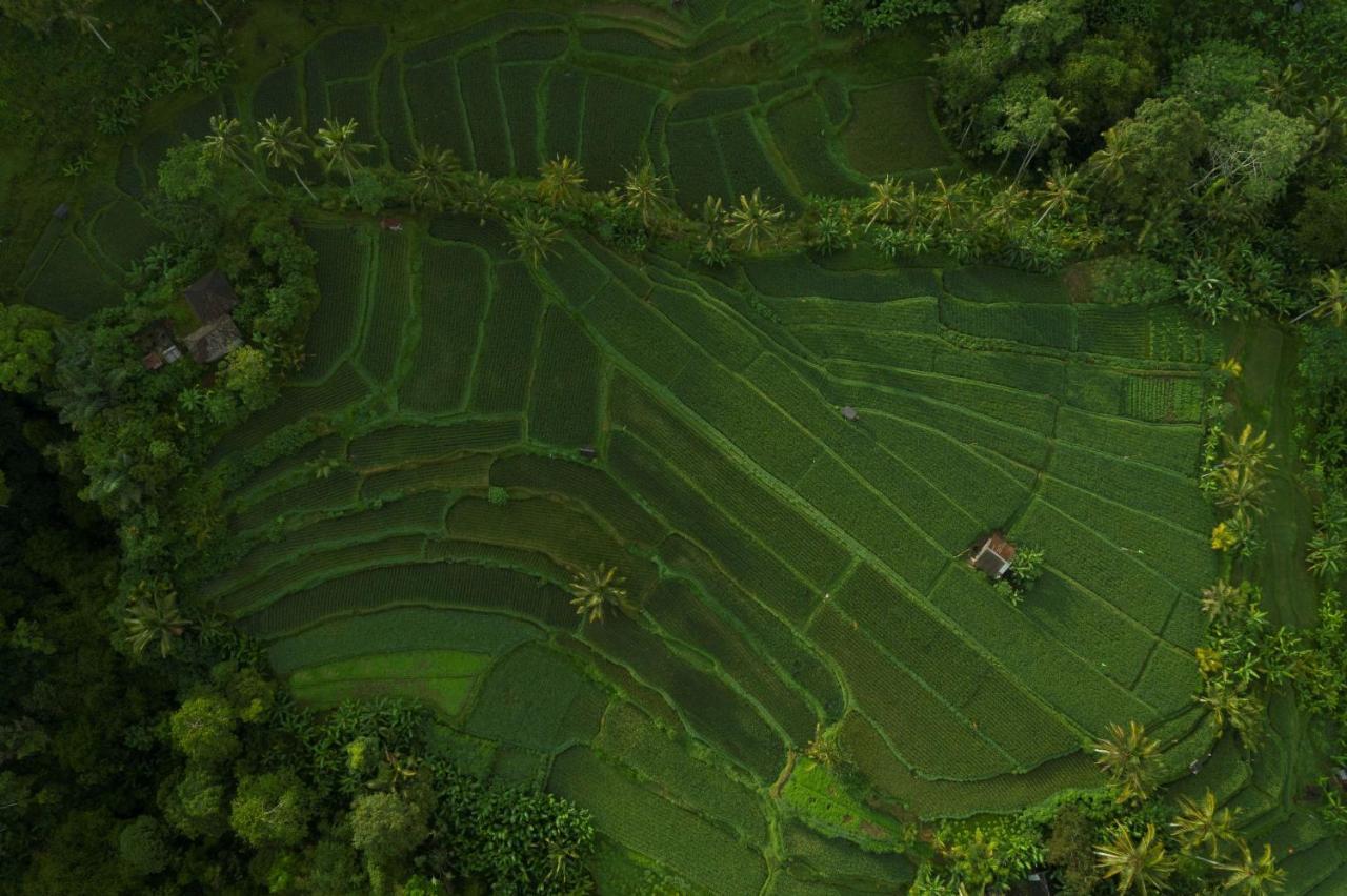 Adiwana Suweta Hotell Ubud Exteriör bild Aerial view of a rice paddy in Bali, Indonesia